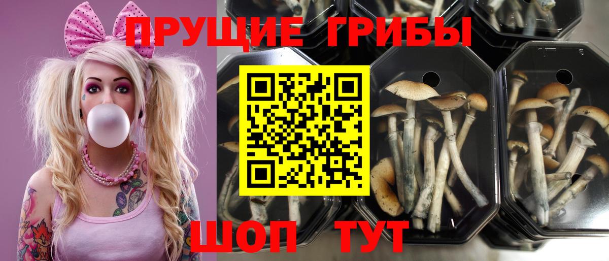 Галлюциногенные грибы мицелий Черняховск